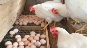 أسعار الدواجن والبيض الخميس 11 ديسمبر 2025: التغيرات وآثارها على السوق المحلي